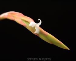 Tillandsia micans/ティランジア ミカンス Tillandsia micans/ティランジア ミカンス