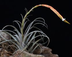 Tillandsia micans/ティランジア・ミカンス Tillandsia micans/ティランジア・ミカンス