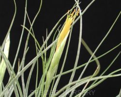 Tillandsia schiedeana (White spike)/ティランジア・シーディアナ(ホワイトスパイク) Tillandsia schiedeana (White spike)/ティランジア・シーディアナ(ホワイトスパイク)