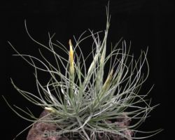 Tillandsia schiedeana (White spike)/ティランジア・シーディアナ(ホワイトスパイク) Tillandsia schiedeana (White spike)/ティランジア・シーディアナ(ホワイトスパイク)