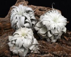 Tillandsia chapeuensis var.turriformis/ティランジア チャペウエンシス チュリフォルミス Tillandsia chapeuensis var.turriformis/ティランジア チャペウエンシス チュリフォルミス