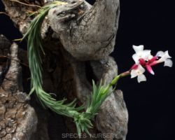 Tillandsia tenuifolia `Cabo Frio'/ティランジア・テヌイフォリア・カボフリオ Tillandsia tenuifolia `Cabo Frio'/ティランジア・テヌイフォリア・カボフリオ
