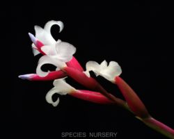 Tillandsia tenuifolia `Cabo Frio'/ティランジア・テヌイフォリア・カボフリオ Tillandsia tenuifolia `Cabo Frio'/ティランジア・テヌイフォリア・カボフリオ