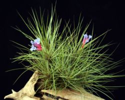 Tillandsia tenuifolia `Fine'/ティランジア テヌイフォリア ファイン Tillandsia tenuifolia `Fine'/ティランジア テヌイフォリア ファイン