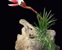 Tillandsia tenuifolia `Silver Comb'/ティランジア・シルバーコーム Tillandsia tenuifolia `Silver Comb'/ティランジア・シルバーコーム