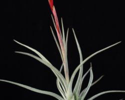 Tillandsia toropiensis/ティランジア・トロピエンシス Tillandsia toropiensis/ティランジア・トロピエンシス
