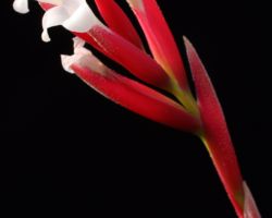 Tillandsia toropiensis/ティランジア・トロピエンシス Tillandsia toropiensis/ティランジア・トロピエンシス