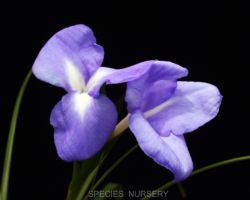 Tillandsia umbellata/ティランジア・ウンベラータ Tillandsia umbellata/ティランジア・ウンベラータ