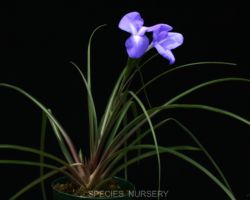 Tillandsia umbellata/ティランジア・ウンベラータ Tillandsia umbellata/ティランジア・ウンベラータ