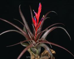 Tillandsia valiabilis(Red leaf form Cuba)/ティランジア・ヴァリアビリス・レッドリーフ Tillandsia valiabilis(Red leaf form Cuba)/ティランジア・ヴァリアビリス・レッドリーフ