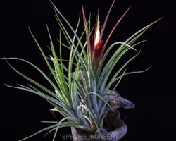 Tillandsia x rectifolia/ティランジア・レクティフォリア Tillandsia x rectifolia/ティランジア・レクティフォリア