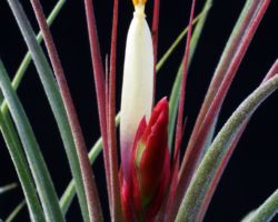 Tillandsia x rectifolia/ティランジア・レクティフォリア Tillandsia x rectifolia/ティランジア・レクティフォリア