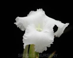 Tillandsia xiphioides/ティランジア クシフィオイデス Tillandsia xiphioides/ティランジア クシフィオイデス