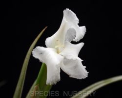 Tillandsia xiphioides/ティランジア クシフィオイデス Tillandsia xiphioides/ティランジア クシフィオイデス