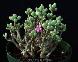 Tylecodon sinus-alexandri/チレコドン・シナスアレクサンドリ Tylecodon sinus-alexandri/チレコドン・シナスアレクサンドリ