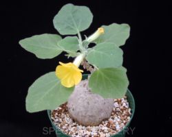 Uncarina roeoesliana/ウンカリーナ・ロエオエスリアナ Uncarina roeoesliana/ウンカリーナ・ロエオエスリアナ