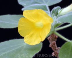 Uncarina roeoesliana/ウンカリーナ・ロエオエスリアナ Uncarina roeoesliana/ウンカリーナ・ロエオエスリアナ