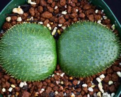 Brunsvigia namaquana/ブルンスヴィギア・ナマクアナ Brunsvigia namaquana/ブルンスヴィギア・ナマクアナ