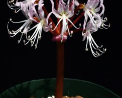 Brunsvigia radula/ブルンスビギア・ラドゥーラ Brunsvigia radula/ブルンスビギア・ラドゥーラ