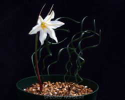 Cyrtanthus helictus/キルタンサス・ヘリクタス Cyrtanthus helictus/キルタンサス・ヘリクタス