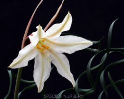 Cyrtanthus helictus/キルタンサス・ヘリクタス Cyrtanthus helictus/キルタンサス・ヘリクタス