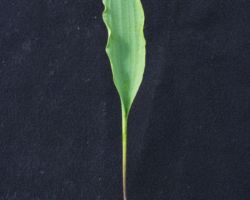 Eriospermum bayeri/エリオスペルマム・ベイエリ Eriospermum bayeri/エリオスペルマム・ベイエリ