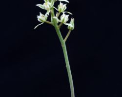 Eriospermum dregei/エリオスペルマム・ドレゲイ Eriospermum dregei/エリオスペルマム・ドレゲイ