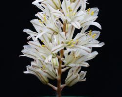 Eriospermum paradoxum/エリオスペルマム・パラドクサム Eriospermum paradoxum/エリオスペルマム・パラドクサム