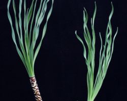 Gethyllis britteniana(Nigramoep,Namaqualand)/ゲシリス ブリッテニアーナ Gethyllis britteniana(Nigramoep,Namaqualand)/ゲシリス ブリッテニアーナ