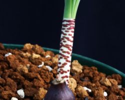 Gethyllis britteniana(Nigramoep,Namaqualand)/ゲシリス ブリッテニアーナ Gethyllis britteniana(Nigramoep,Namaqualand)/ゲシリス ブリッテニアーナ