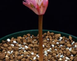 Haemanthus amarylloides ssp.amarylloides/ハエマンサス・アマリロイデス・アマリロイデス Haemanthus amarylloides ssp.amarylloides/ハエマンサス・アマリロイデス・アマリロイデス