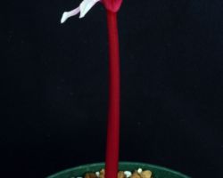 Haemanthus crispus(Pink flower)/ハエマンサス・クリスパス Haemanthus crispus(Pink flower)/ハエマンサス・クリスパス