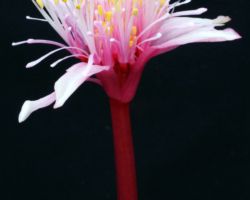 Haemanthus crispus(Pink flower)/ハエマンサス・クリスパス Haemanthus crispus(Pink flower)/ハエマンサス・クリスパス