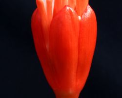 Haemanthus unifoliatus(Narapberg W.of Steinkopf)/ハエマンサス・ユニフォリアタス Haemanthus unifoliatus(Narapberg W.of Steinkopf)/ハエマンサス・ユニフォリアタス