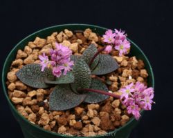 Ledebouria galpinii/レデボウリア・ガルピニー Ledebouria galpinii/レデボウリア・ガルピニー