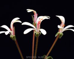 Pelargonium sp.(Kelderberg,Calvinia)/ペラルゴニウムの一種 Pelargonium sp.(Kelderberg,Calvinia)/ペラルゴニウムの一種