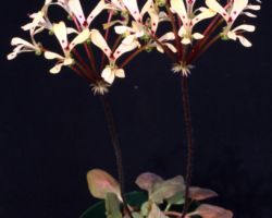 Pelargonium vinaceum/ペラルゴニウム・ヴィナセウム Pelargonium vinaceum/ペラルゴニウム・ヴィナセウム