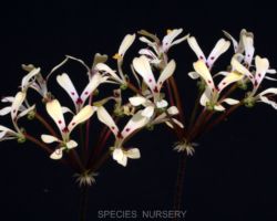 Pelargonium vinaceum/ペラルゴニウム・ヴィナセウム Pelargonium vinaceum/ペラルゴニウム・ヴィナセウム