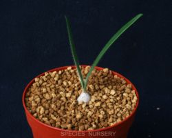 Strumaria discifera/ストルマリア・ディスキフェラ Strumaria discifera/ストルマリア・ディスキフェラ