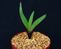 Strumaria truncata/ストルマリア・トルンカータ Strumaria truncata/ストルマリア・トルンカータ