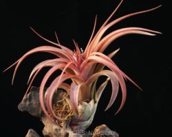 Tillandsia `Eric Knobloch'/ティランジア・エリックノブロック Tillandsia `Eric Knobloch'/ティランジア・エリックノブロック