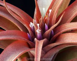 Tillandsia `Eric Knobloch'/ティランジア・エリックノブロック Tillandsia `Eric Knobloch'/ティランジア・エリックノブロック