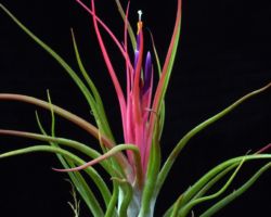 Tillandsia `Joel'/ティランジア・ジョエル Tillandsia `Joel'/ティランジア・ジョエル