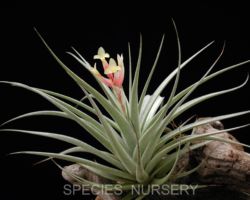 Tillandsia `White Star'/ティランジア・ホワイトスター Tillandsia `White Star'/ティランジア・ホワイトスター