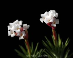 Tillandsia araujei/アラウジェイ Tillandsia araujei/アラウジェイ