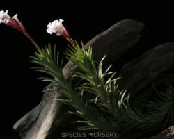 Tillandsia araujei/アラウジェイ Tillandsia araujei/アラウジェイ