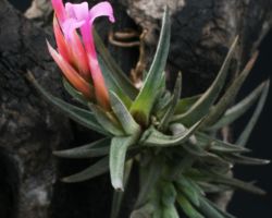 Tillandsia argentina/ティランジア・アルゼンチナ Tillandsia argentina/ティランジア・アルゼンチナ