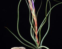 Tillandsia butzii/ティランジア・ブッツィー Tillandsia butzii/ティランジア・ブッツィー