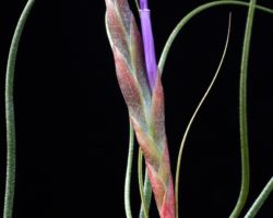Tillandsia butzii/ティランジア・ブッツィー Tillandsia butzii/ティランジア・ブッツィー