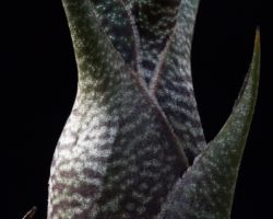 Tillandsia butzii/ティランジア・ブッツィー Tillandsia butzii/ティランジア・ブッツィー